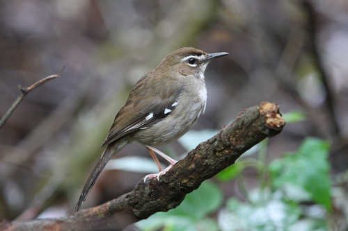 Dark Brown Scrub-Robin