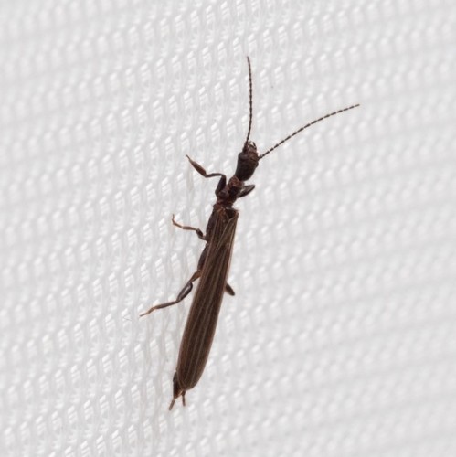 Aposthonia gurneyi photo 3