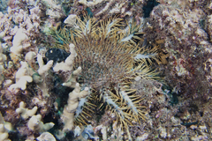Acanthaster