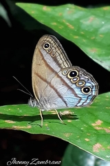 Amiga arnaca