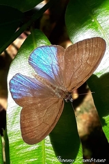 Amiga arnaca