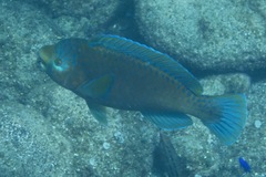 Scarus perrico