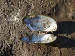 Anodontites trapesialis