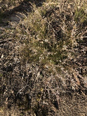 Micromyrtus sessilis