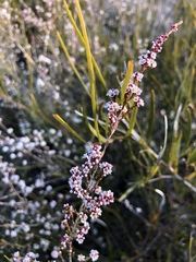 Micromyrtus sessilis