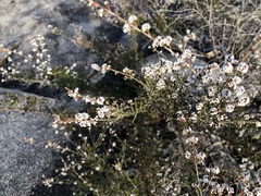 Micromyrtus sessilis