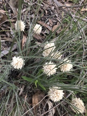 Lomandra leucocephala