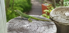 Anolis roquet