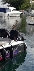 Pelecanus occidentalis