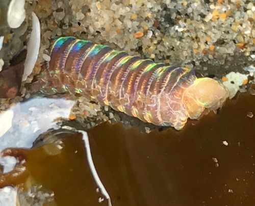 Lumbrineridae