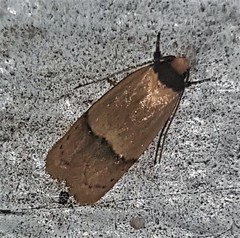 Eulechria hemisphaerica