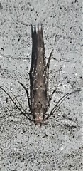 Anatrachyntis rileyi