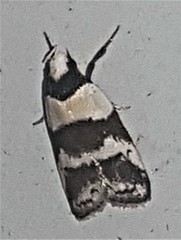 Eulechria triferella