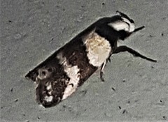 Eulechria triferella