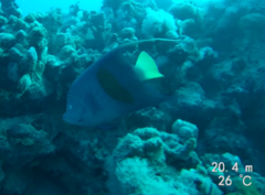 Pomacanthus maculosus