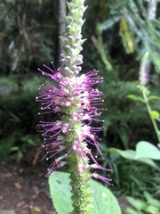 Comanthosphace formosana