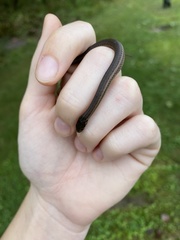 Thamnophis brachystoma