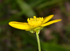 Ranunculus occidentalis