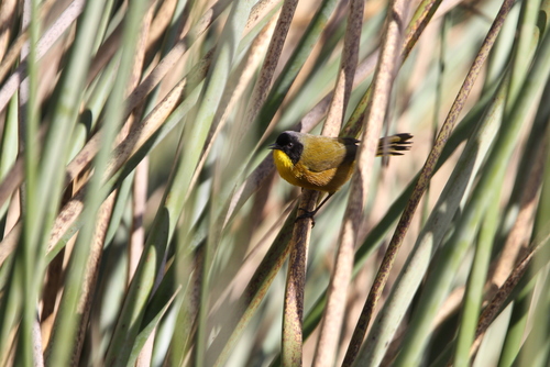 Black-polled Yellowthroat (Geothlypis speciosa), photo 5