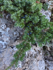 Juniperus communis hemisphaerica