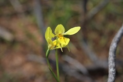 Diuris behrii
