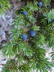 Juniperus communis hemisphaerica