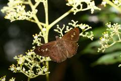 Seseria formosana