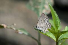 Luthrodes pandava peripatria
