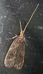 Lecithocera imprudens