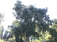 Celtis australis