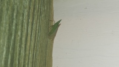 Rhynchomitra microrhina