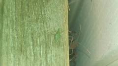 Rhynchomitra microrhina