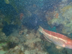 Notolabrus parilus