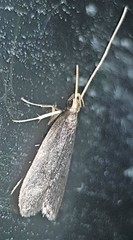 Lecithocera imprudens