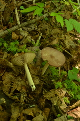 Entoloma violaceum