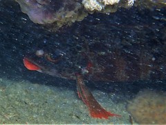 Goniistius rubrolabiatus