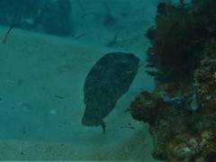 Notolabrus parilus