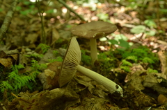Entoloma violaceum