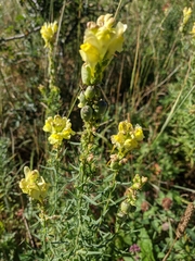 Linaria biebersteinii