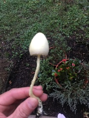 Leucocoprinus birnbaumii birnbaumii