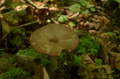 Entoloma violaceum