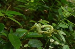 Exobasidium rhododendri