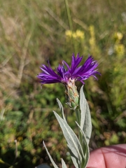 Centaurea fuscomarginata