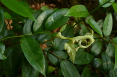 Exobasidium rhododendri