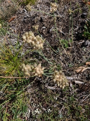 Allium marschalianum