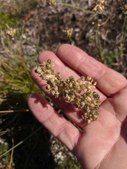 Allium marschalianum