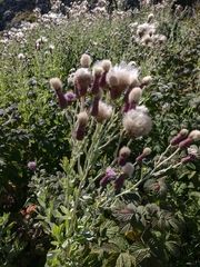 Cirsium arvense vestitum