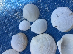 Laevicardium serratum