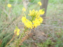 Bulbine lagopus