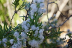 Eriocephalus racemosus